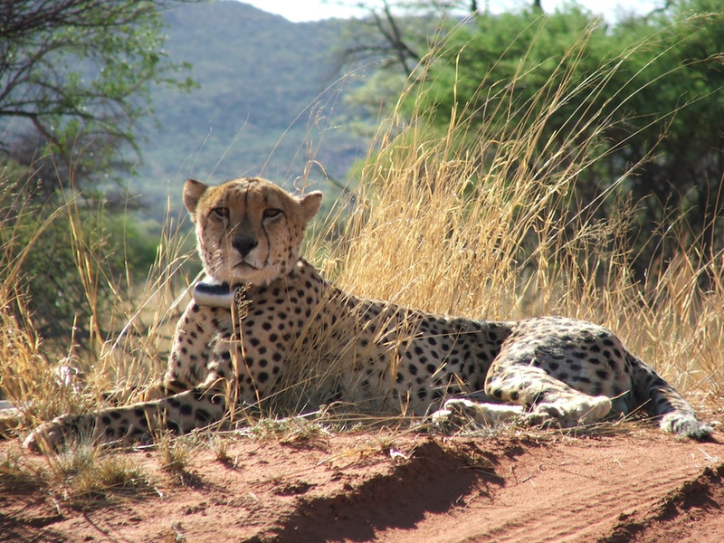 Illustration for article titled The science of hot cheetahs